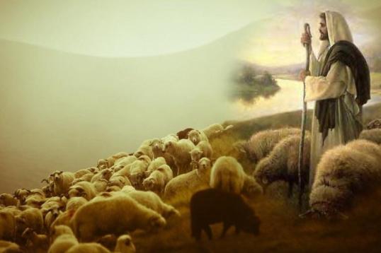 Tôi đến để chiên được sống: SN Tin Mừng CN IV Phục sinh A – Chúa chiên lành (7.5.2017)