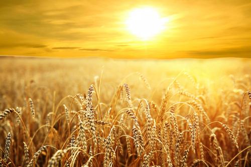 Sai thợ ra gặt lúa: SN Tin Mừng thứ Ba tuần XIV TN A (07.07.2020)