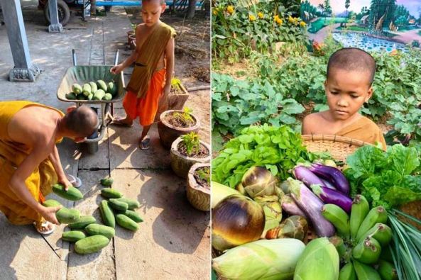 “Ngôi chùa xanh” trồng rau sạch tại Campuchia