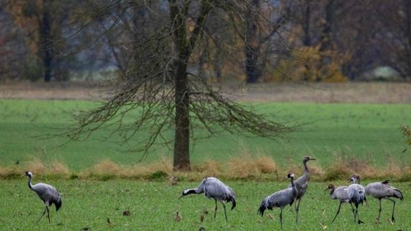 Các nhà lãnh đạo tôn giáo Pháp kêu gọi hành động cụ thể trước thềm COP30