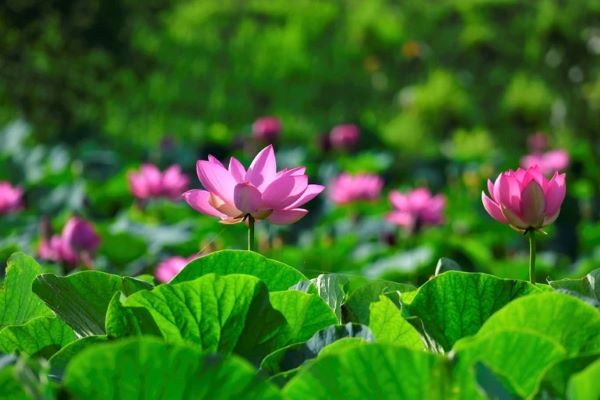 Buôn chuyện, bị Phật rầy